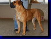   Savanna Boerboele Makena Nailah ()